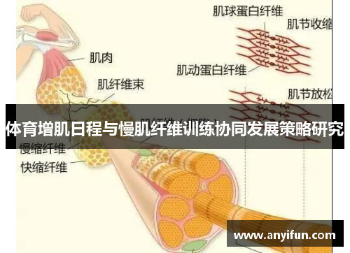 体育增肌日程与慢肌纤维训练协同发展策略研究